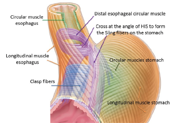 Computer generated diagram of the muscle fibres in the lower oesophagus that contribute to the LOS